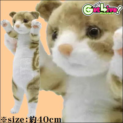 ＊D-06-01　【スコティッシュフォールド】たっちぃZooにゃんこ ライト